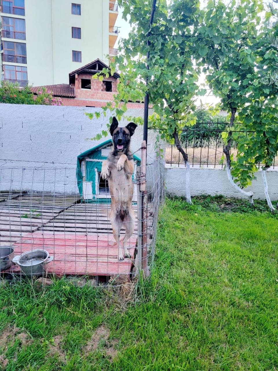 Vila Islami Дуррес Екстер'єр фото